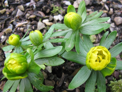 Eranthis hyemalis 'Flore Pleno'